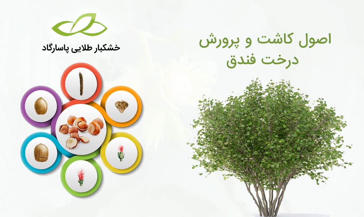 اصول کاشت و پرورش درخت فندق