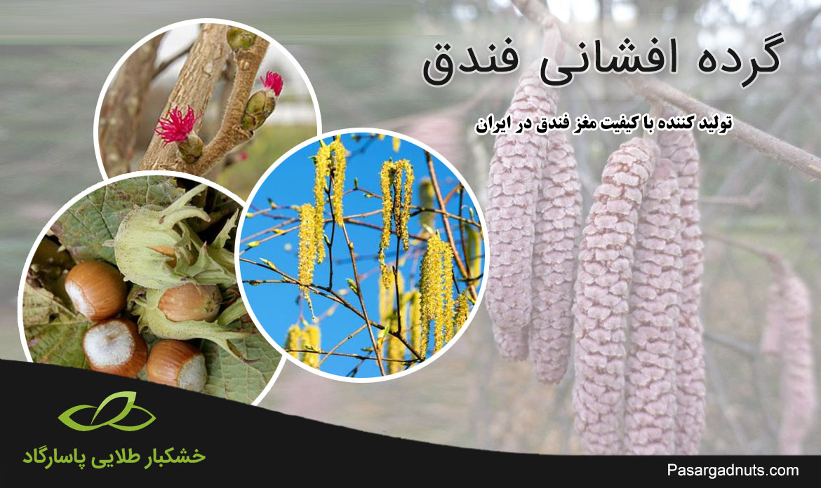 گرده افشانی زمستانی فندق